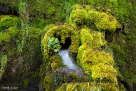 natur_201