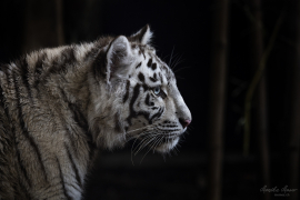 Weisser_Tiger_1