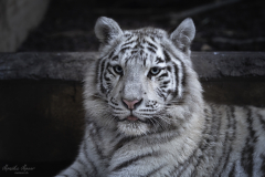 Weisser_Tiger Weisser_Tiger