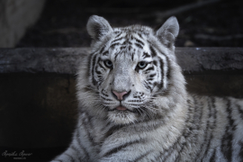 Weisser_Tiger
