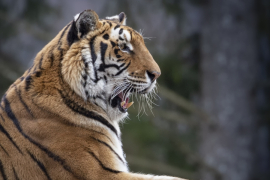 Tiger_1