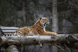 Tiger_2