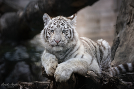 Weisser_Tiger_Baby