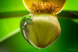 Gecko