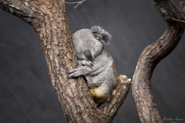 Koala_1