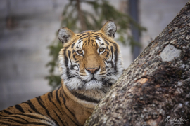 Tiger_2