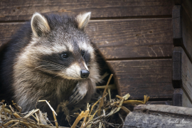 Waschbär